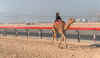 Rennkamel in Dubai