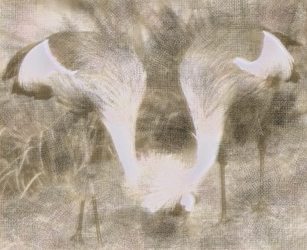 Neue Germanische - Die Zeitung mit Zukunft